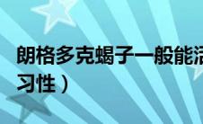 朗格多克蝎子一般能活多久（朗格多克蝎子的习性）
