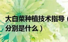 大白菜种植技术指导（大白菜种植时间和方法分别是什么）
