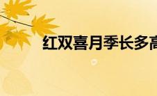 红双喜月季长多高（红双喜月季）
