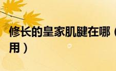 修长的皇家肌腱在哪（修长的皇家肌腱有什么用）