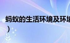 蚂蚁的生活环境及环境特点（蚂蚁的生活环境）