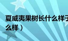 夏威夷果树长什么样子图片（夏威夷果树长什么样）