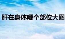 肝在身体哪个部位大图（肝在身体哪个部位）