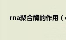 rna聚合酶的作用（dna聚合酶的作用）