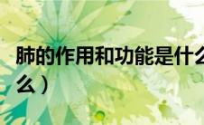 肺的作用和功能是什么（脾的作用和功能是什么）