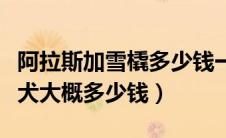 阿拉斯加雪橇多少钱一只（一条阿拉斯加雪橇犬大概多少钱）