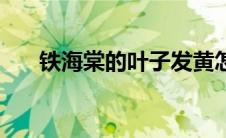 铁海棠的叶子发黄怎么回事（铁海棠）