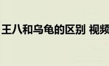 王八和乌龟的区别 视频（王八和乌龟的区别）