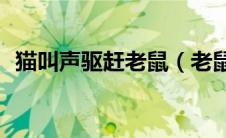 猫叫声驱赶老鼠（老鼠最害怕的声音mp3）