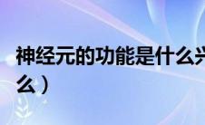 神经元的功能是什么兴奋（神经元的功能是什么）