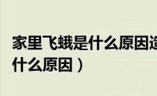 家里飞蛾是什么原因造成的（家里很多飞蛾是什么原因）