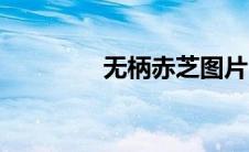 无柄赤芝图片（无柄赤芝）