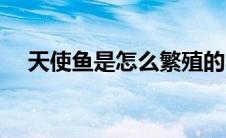 天使鱼是怎么繁殖的（鱼是怎么繁殖的）