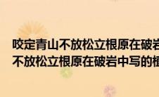咬定青山不放松立根原在破岩中写的植物是全诗（咬定青山不放松立根原在破岩中写的植物是）
