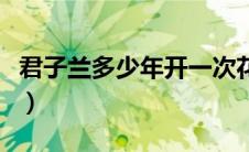 君子兰多少年开一次花（风雨兰一年开几次花）