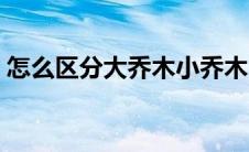 怎么区分大乔木小乔木（大小乔木怎么区分）