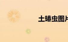 土蝽虫图片（土蝽）