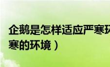 企鹅是怎样适应严寒环境的（企鹅怎样适应严寒的环境）