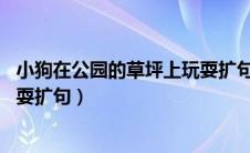 小狗在公园的草坪上玩耍扩句70字（小狗在公园的草坪上玩耍扩句）