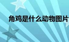 角鸡是什么动物图片（角鸡是什么动物）