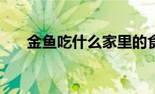 金鱼吃什么家里的食物（金鱼吃什么）