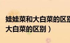 娃娃菜和大白菜的区别在哪含碘吗（娃娃菜和大白菜的区别）