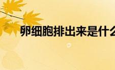 卵细胞排出来是什么样子的（卵细胞）