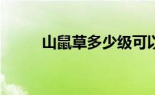 山鼠草多少级可以采集（山鼠草）