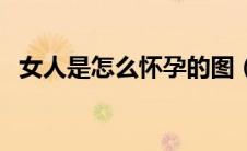 女人是怎么怀孕的图（女人是怎么怀孕的）