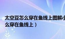 太空豆怎么穿在鱼线上图解小米怎么做能成鱼料（太空豆怎么穿在鱼线上）