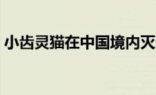 小齿灵猫在中国境内灭绝的时间（小齿灵猫）