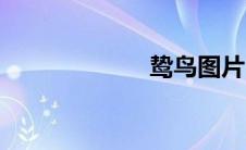 鸷鸟图片（鸷鸟）