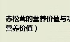 赤松茸的营养价值与功效百度百科（赤松茸的营养价值）
