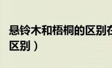 悬铃木和梧桐的区别在哪里（悬铃木和梧桐的区别）
