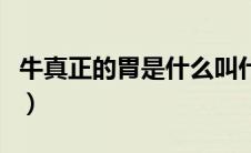 牛真正的胃是什么叫什么（牛真正的胃是什么）