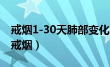 戒烟1-30天肺部变化3d图（烟瘾大的人怎么戒烟）