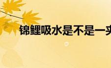 锦鲤吸水是不是一夹一放（锦鲤吸水）