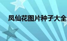 凤仙花图片种子大全（凤仙花图片种子）