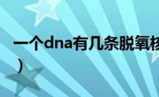 一个dna有几条脱氧核苷酸链（脱氧核苷酸链）
