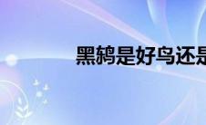 黑鸫是好鸟还是坏鸟（黑鸫）