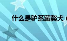 什么是驴系藏獒犬（什么是驴系藏獒）