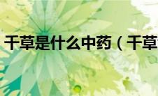 千草是什么中药（千草散谁吃过效果怎么样）