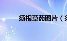 须根草药图片（须根Show简介）