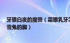 牙狼白夜的魔兽（霜狼乳牙怎么获得/年轻的女兽人在哪里雪兔的脚）