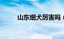 山东细犬厉害吗（山东细犬简介）