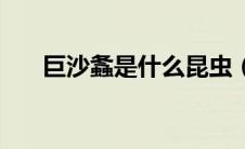 巨沙螽是什么昆虫（巨沙螽是益虫吗）