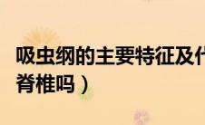 吸虫纲的主要特征及代表动物（吸虫纲都没有脊椎吗）