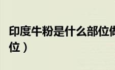 印度牛粉是什么部位做的（印度牛粉是什么部位）