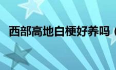 西部高地白梗好养吗（西部高地白梗简介）