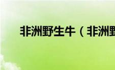非洲野生牛（非洲野牛角优点和缺点）